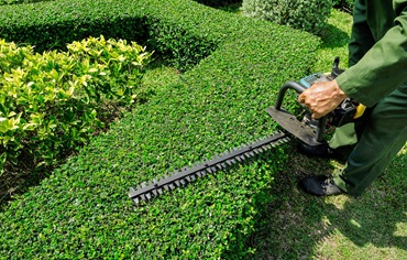 Jardineiro a cortar uma sebe verde
