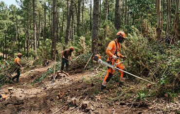 Serviço de desmatação e limpeza de matas florestais no Minho