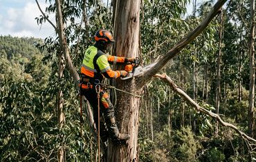 Poda de árvores em altura e arruamentos arborizados